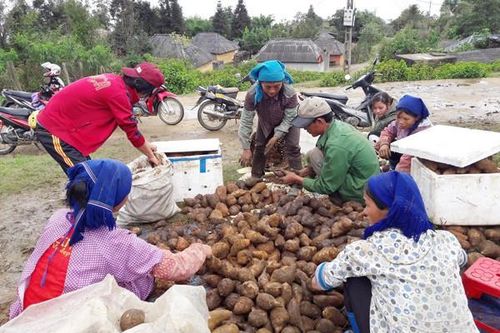 Sâm Fansipan – củ rừng đang trở thành đặc sản cho người dân Y Tý.