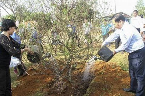 Bình Định: Tiếp nhận 1.000 cây giống hoa Anh đào từ Nhật Bản