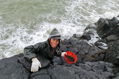 Người dân Quảng Ngãi đội sóng đi hái 'lộc biển'