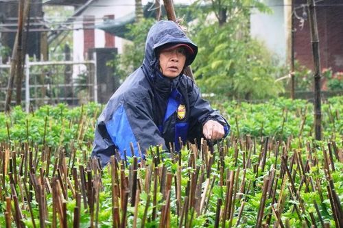 Nông dân Huế xuống đồng dầm mình giữa mưa rét như cắt da thịt