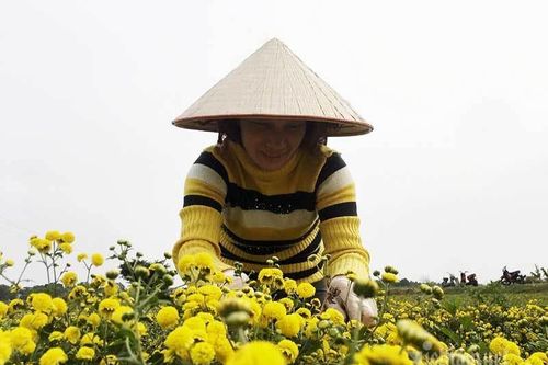 Suốt cả thế kỷ chỉ trồng một loại hoa, cả làng đều đặn thu tiền tỷ