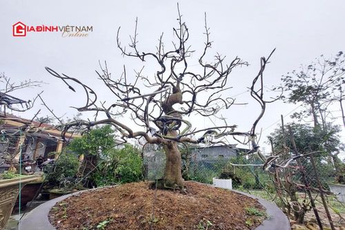 Làng trồng mai Tết trăm năm tuổi, nổi tiếng bậc nhất xứ Huế