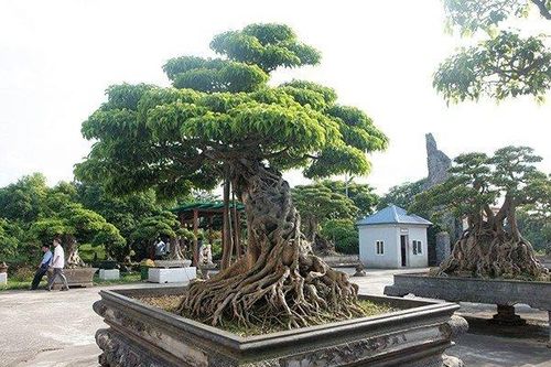 Choáng váng dàn sanh cổ 'báu vật' trăm tuổi của vị đại gia tỉnh lẻ