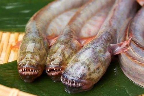 Bánh bao 'người ngoài hành tinh' không dành người yếu tim
