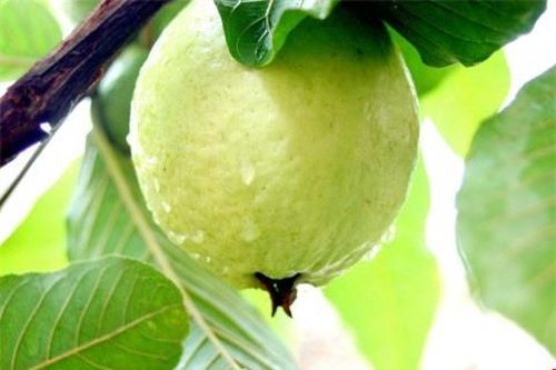 Quá uổng phí khi bạn không biết những công dụng chữa bệnh tuyệt vời này của quả ổi
