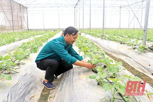 Các mô hình sản xuất trong nhà lưới đạt hiệu quả kinh tế cao