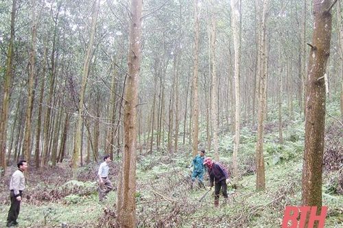 Huyện Như Thanh: Bảo vệ rừng gắn với phòng cháy, chữa cháy rừng mùa khô hanh