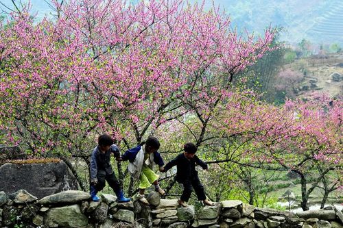 Để đào rừng khoe sắc giữa núi non kỳ vỹ