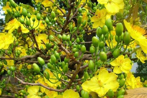 Rộn ràng những làng mai Tết Sài Gòn
