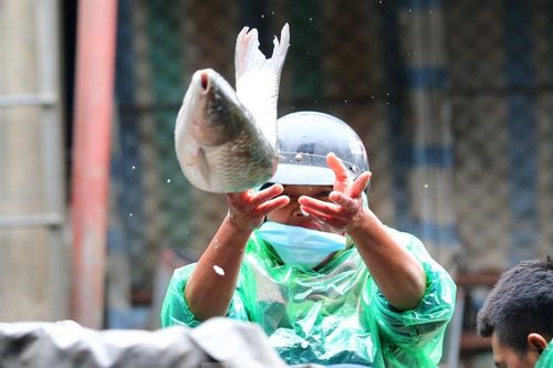 Tay trần bê đá lạnh, bắt cá tươi trong cái rét thấu xương Hà Nội