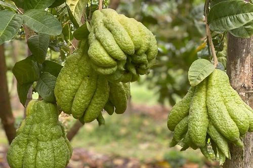 50 triệu mua 500 quả phật thủ bán Tết, 10 ngày ăn lãi gấp đôi