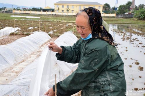Nông dân Nghệ An bám ruộng, bám biển trong giá rét