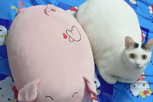 Chú mèo 'gây lú' khiến người ngoài nhìn vào tưởng là... lợn bông