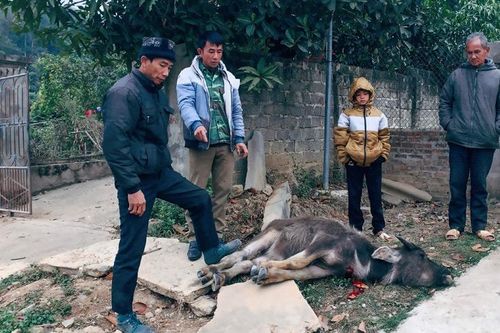 Rét đậm, rét hại ảnh hưởng cuộc sống của nhiều người dân