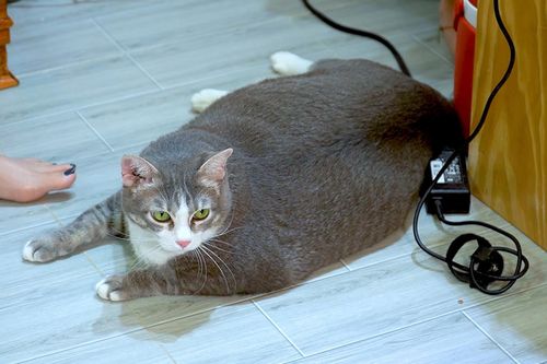 Kỳ lạ cô mèo kén ăn nhưng lại béo tròn như heo ở TP.HCM