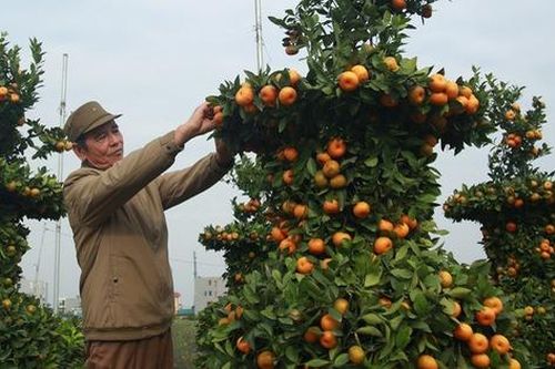Cận cảnh vườn 'quýt lục bình' khổng lồ phục vụ Tết cổ truyền của lão nông Hưng Yên
