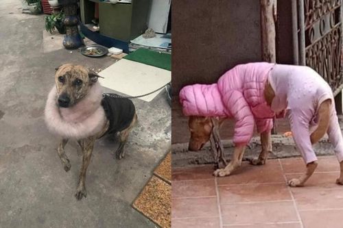 Thời trang của hội thú cưng trong thời tiết rét đậm: Khi 'sen' làm stylist cho các 'boss'