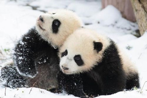 Gấu trúc ở Trung Quốc vui đùa trong tuyết trắng