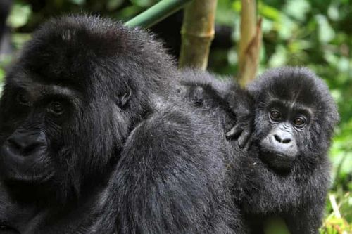 Sáu kiểm lâm bị giết trong cuộc đột kích ở Congo