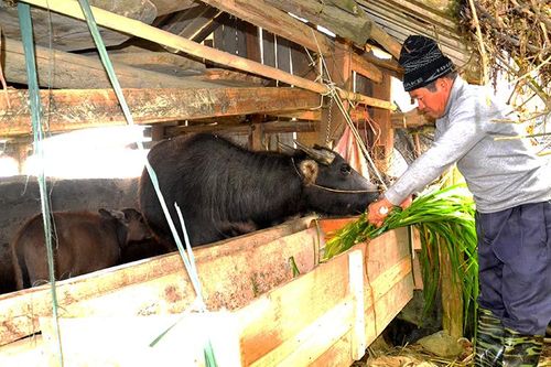 Bảo vệ sức khỏe nhân dân và sản xuất nông nghiệp