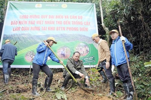 Trồng 2.500 cây gỗ bản địa tại Khu bảo tồn thiên nhiên Phong Điền