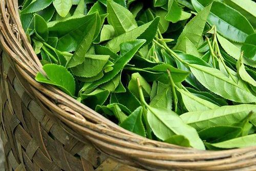 Xuất khẩu ngày 9-11/1: Rau quả 'lỡ hẹn' mục tiêu 4 tỷ USD, Pakistan chuộng chè Việt Nam