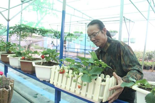 Đà Nẵng: Hoa thường rớt giá, hoa 'sang' lo ế