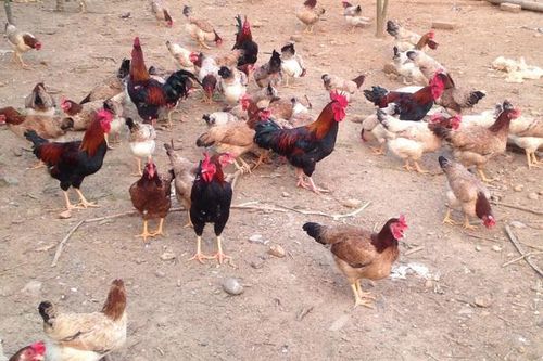 Hàng độc: Gà uống thuốc bắc, cá lăng tập thể dục