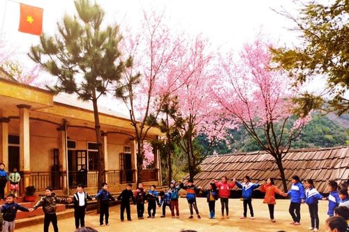 Quyến rũ hoa anh đào nơi vùng biên Nghệ An
