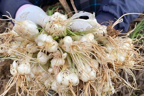 Hành tăm Nghệ An thu hoạch sớm, giá cao gấp 3 lần chính vụ