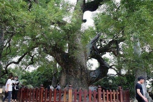 Ngắm 'thần mộc' dã hương nghìn năm tuổi lớn nhất thế giới