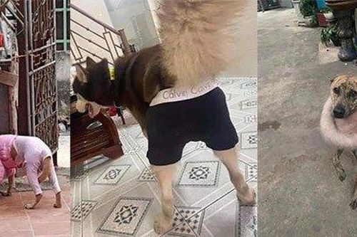 Chó mèo diện đồ tránh rét kiểu 'con nhà nghèo' khiến dân mạng cười bò
