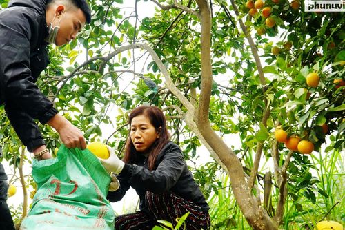 Vườn bưởi Diễn 30 tuổi chi chít quả đón Xuân Tân Sửu