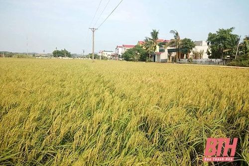 Dẻo thơm nếp cái hoa vàng Gia Miêu Ngoại Trang