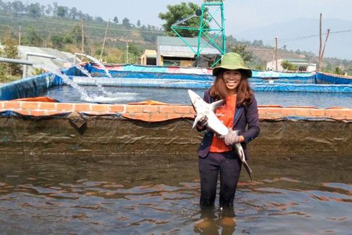 Liên kết hợp tác xã với doanh nghiệp - chuỗi giá trị mới