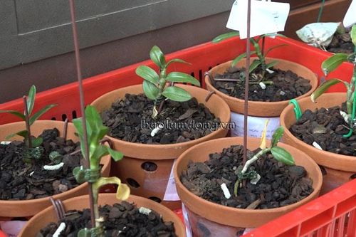 Bắt nhóm chuyên trộm lan đột biến