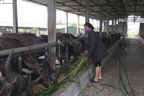Đoan Hạ: Chuyển đổi cơ cấu kinh tế, nâng cao thu nhập người dân