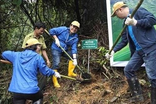 Trồng 2.500 cây gỗ bản địa đầu tiên tại khu bảo tồn thiên nhiên Phong Điền