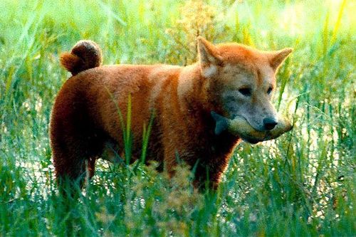 Ra rạp vài ngày, 'Cậu Vàng' tạo nên cuộc tranh cãi nảy lửa