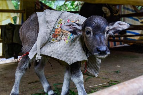 Đốt lửa, đắp chăn cho vật nuôi chống rét