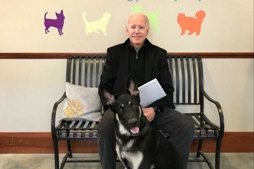 Chó cưng của ông Biden có lễ nhậm chức riêng
