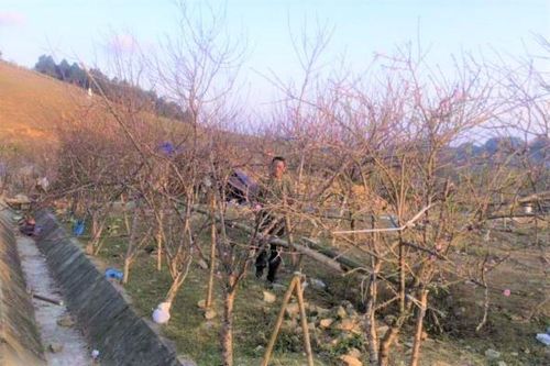 Đề xuất dán tem đào vườn do dân trồng để phân biệt đào rừng