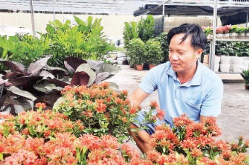Tất bật vào vụ hoa Tết