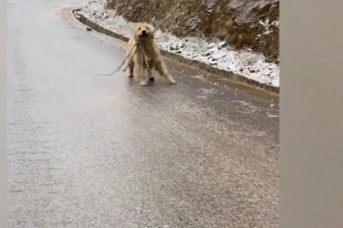 Chó cưng trượt chân lia lịa trên đường đóng băng