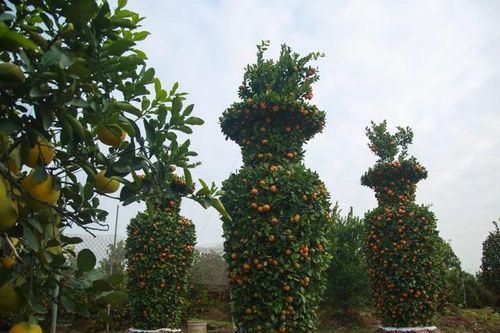 Ngắm quýt lục bình hàng chục triệu chờ khách chơi Tết Tân Sửu