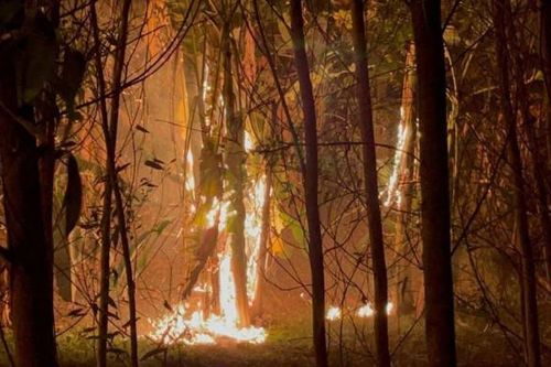 Hàng cây giữa dải phân cách trên Đại lộ Thăng Long cháy ngùn ngụt