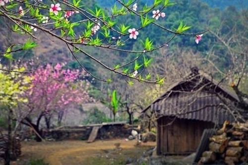 Sơn La: Đồng loạt dán tem đào trồng để phân biệt với đào rừng
