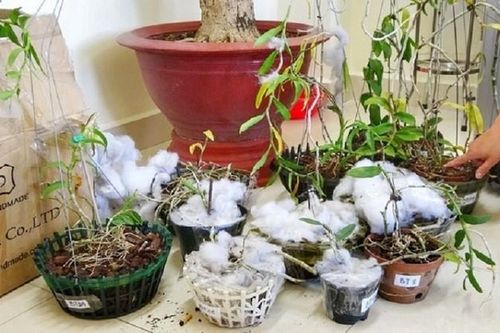 Nhóm đối tượng trộm lan đột biến trị giá tiền tỷ