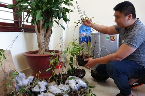 Bắt nhóm đối tượng trộm phong lan đột biến trị giá tiền tỷ