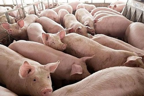 Đề nghị lập chuyên án điều tra về xuất lậu lợn sang Trung Quốc